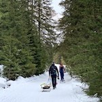 Sanft steigt der Weg durch den Wald an