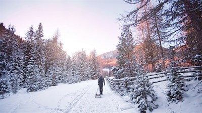 Die Rodelbahn wird von schneebedeckten Nadelbäumen umsäumt