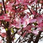 Der Frühling zeigt sich von seiner schönsten Seite...