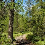 Auf wurzelbeschlagenen Wegen zur Lavarellahütte