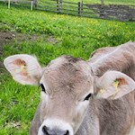 Neugierige Kühe bei Hofern