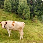 Der Anstieg zur Rossalm führt durch schöne Weidewiesen