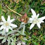 Unter strengem Naturschutz, das Alpen-Edelweiß