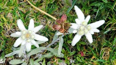 Unter strengem Naturschutz, das Alpen-Edelweiß