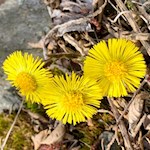 Im Frühling säumen Huflattiche den Weg zum Kirchlein St. Walburg
