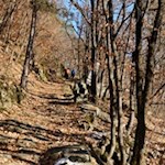 Der alte Pflasterweg wird von mediterranem Flaumeichenwald umsäumt