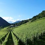 An blühenden Weinreben vorbei nach Raas