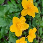 Sumpfdotterblumen am Wegesrand