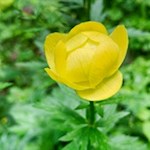 Dotterblume am Wegesrand