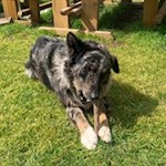 Der Hüttenhund der Heinzenalm