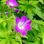 Der Storchenschnabel bringt die Wiesen der Seiser Alm zum Leuchten