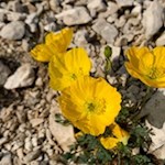 Alpenmohn bringt das karge Tofanakar zum Leuchten