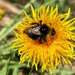 A-name-giver-of-the-bee-trail-Campo-di-Trens