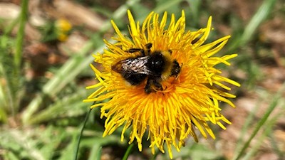 Eine Namensgeberin des Bienenweges Trens