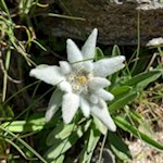 Edelweiß an den Hängen der Seefeldspitze