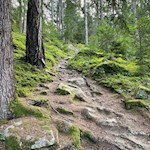 Die Wanderung zur Busegge Alm führt durch den Wald