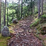 Im steten Anstieg durch den lauschigen Laranzer Wald