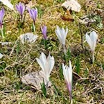 Im Frühling blühen zarte Krokusse am Wegesrand