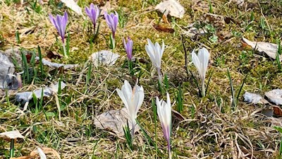 Im Frühling blühen zarte Krokusse am Wegesrand