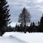 Durch den Wald zurück zur Gasserhütte