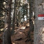 Im sanften Anstieg durch den Wald