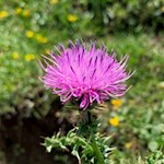 Alpendistel auf der Seiser Alm