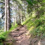 Durch den lichtdurchfluteten Wald zum Ederhof