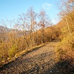 Durch herbstlich gefärbte Wald- und Buschhänge in Richtung Virgl