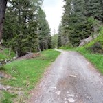 Durch den friedvollen Nadelwald zur Tesselberger Alm