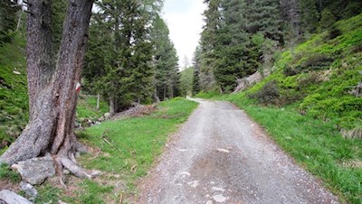 Durch den friedvollen Nadelwald zur Tesselberger Alm