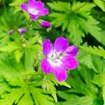 Auch der Storchenschnabel gedeiht auf der Seiser Alm