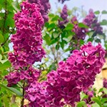 Der Ing.-Luis-Zuegg-Park ist im Frühling vom Duft des Flieders erfüllt