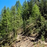 Auf nahezu ebenen Pfaden in Richtung Prossliner Schwaige