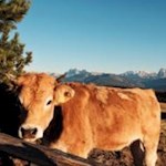 Auch das schottische Hochlandrind genießt die letzten Strahlen der linden Herbstsonne