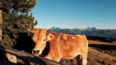Auch das schottische Hochlandrind genießt die letzten Strahlen der linden Herbstsonne