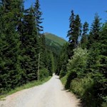 Zunächst führt der Weg Nr. 15 durch den Wald