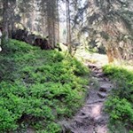 Durch den friedvollen Wald in Richtung Gewingesalm