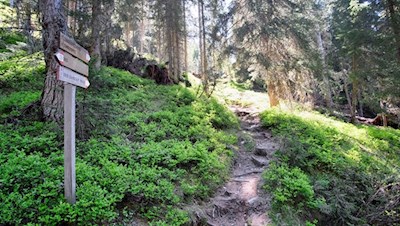 Durch den friedvollen Wald in Richtung Gewingesalm