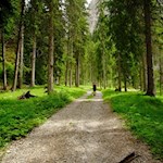 Der Wanderweg wird von Nadelbäumen umrahmt