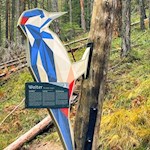 Specht Walter am Wald-Wild-Wunder-Weg