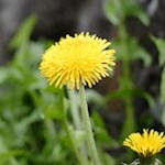 Gelber Löwenzahn am Wegesrand