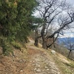 Knorrige Kastanienbäume säumen unseren Weg