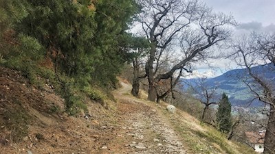 Knorrige Kastanienbäume säumen unseren Weg