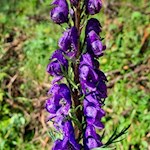 Wolfsbane by the wayside