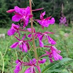 Willowherb