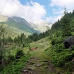Im sanften Anstieg durch Wald und Bergwiesen