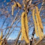 Im Frühling gedeiht die Haselnuss im Eisacktal