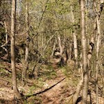 Durch das Gehölz in Richtung Völs