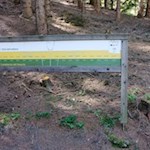 Am Pfunderer Höfeweg lernt man, das Alter der Bäume an der Breite ihrer Stämme abzulesen