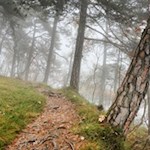 Durch das traute Gehölz in Richtung Buchwald